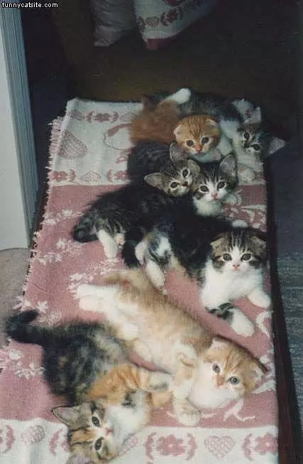 Army Of Kittens