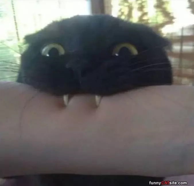 Rawrrrrrr