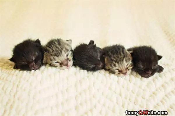 Kittens Sleeping
