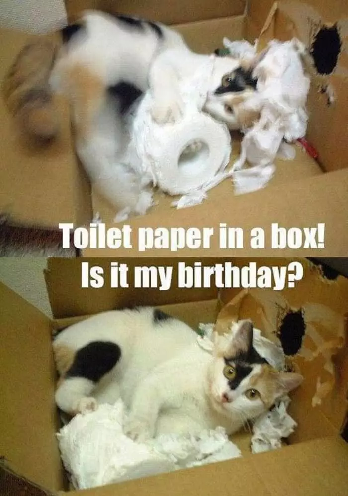 Toilet Paper In A Box