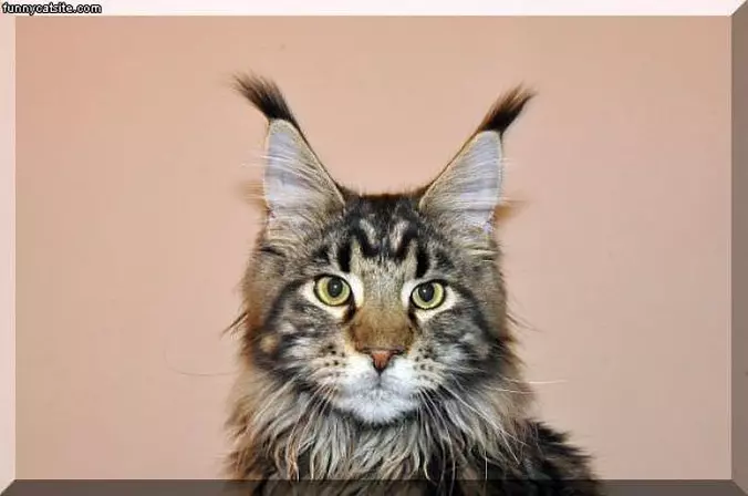 Crazy Ears