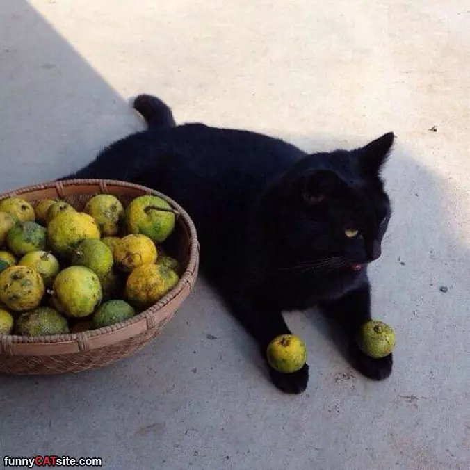 This Cat Is Nuts
