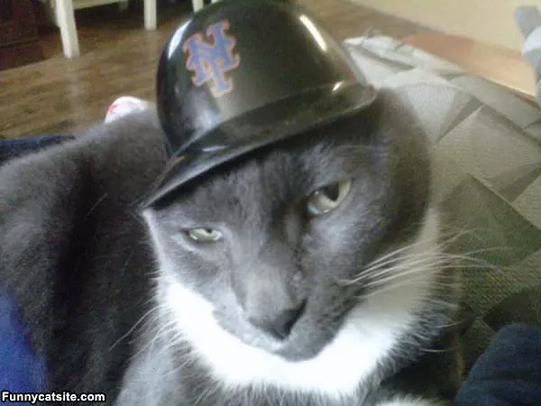 Mets Fan