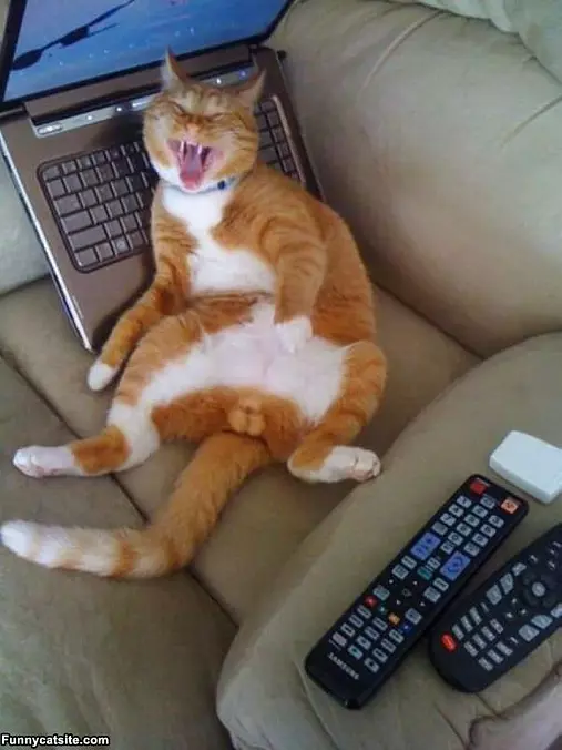 Thinks You Are Funny