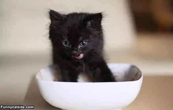 Some More Please