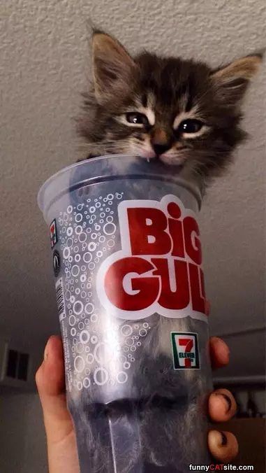 Big Gulp