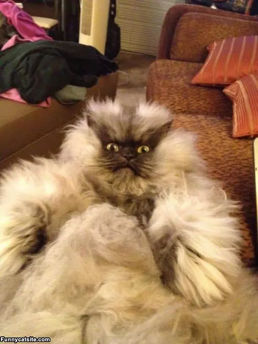 Very Fluffy Cat