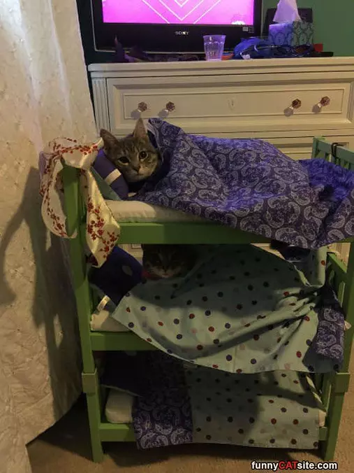 Cat Bunks