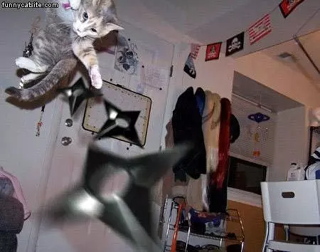 Flying Ninja Cats