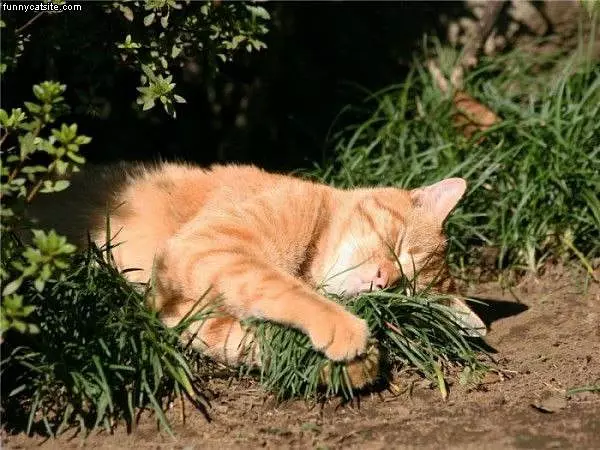 This Are My Grass