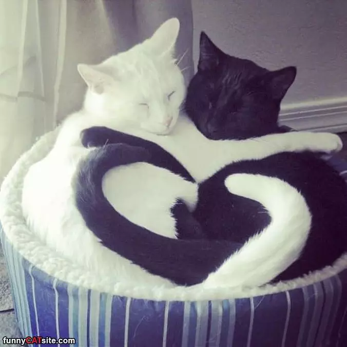 Making A Heart