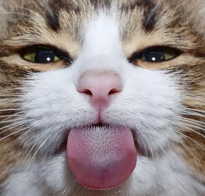 Lickkkkkk