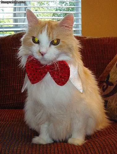 Nice Bow Tie