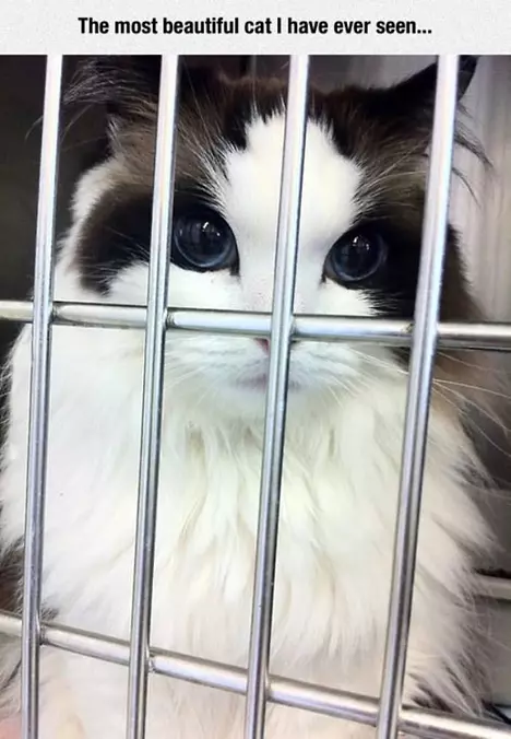 The Most Beautiful Cat Ever