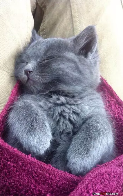 A Purrito