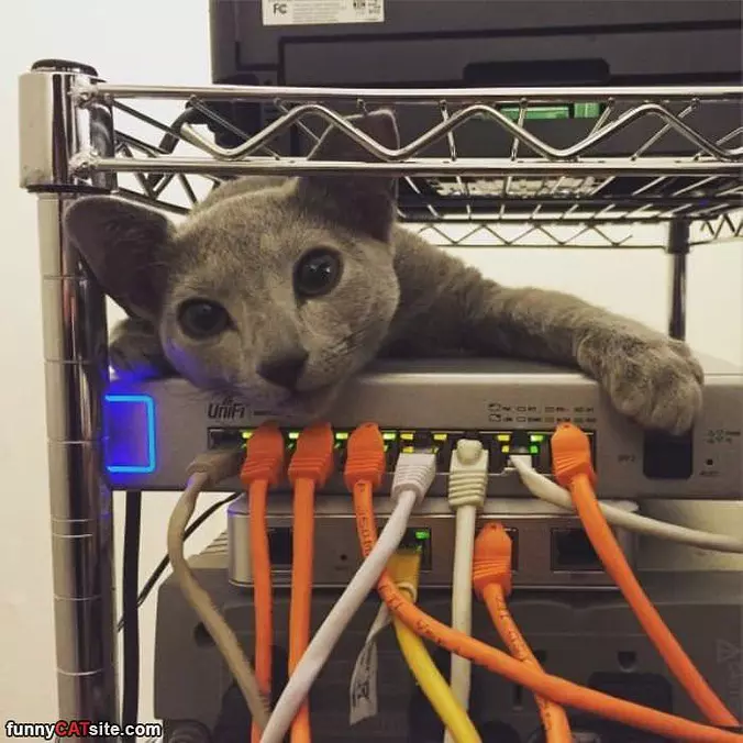 Watcing For Viruses