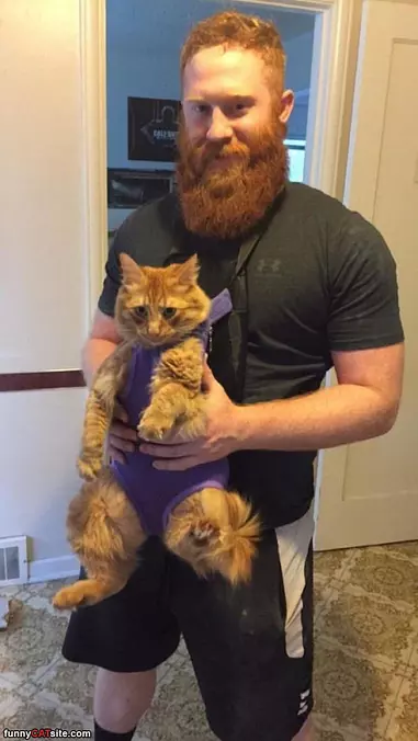 Furry Cat