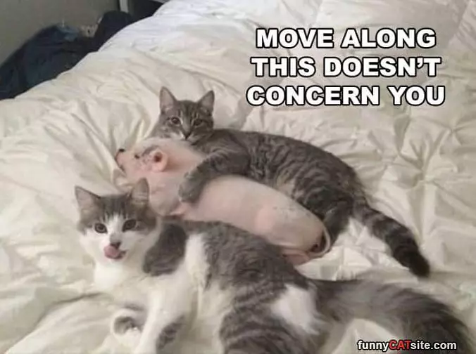 Meowwwwwww