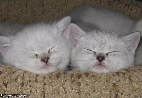 Twin Sleepers