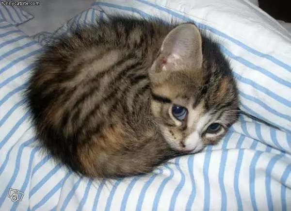 Curled Up