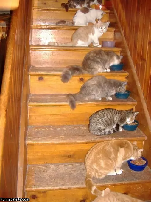 Nom Nom Nom Cats