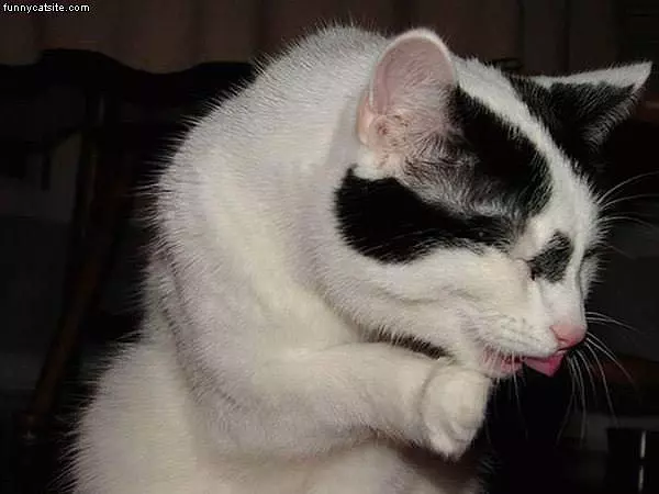 Shy Cat