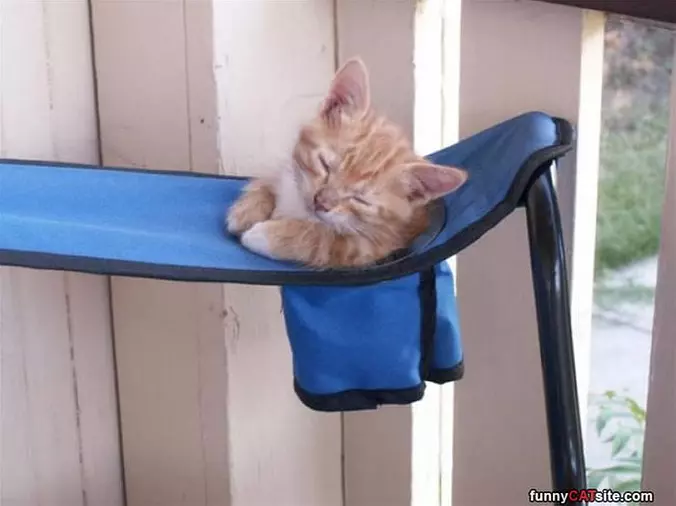 Asleep In The Cup Holder