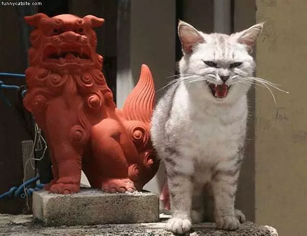 Mad Cat With Statue