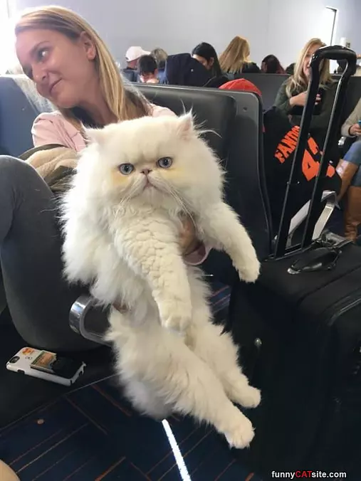 I Am A Fluff Ball