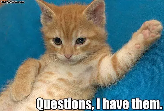 I Has Questions