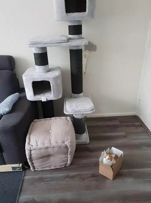 I Like The Box Better