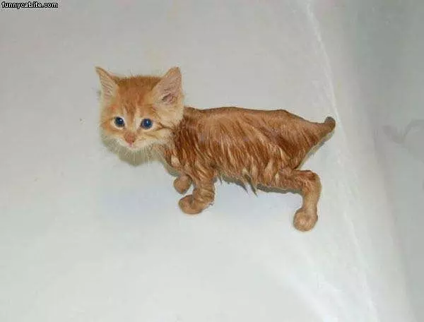 Wet Kitty