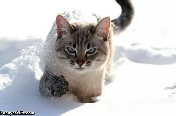 I Really Hate The Snow