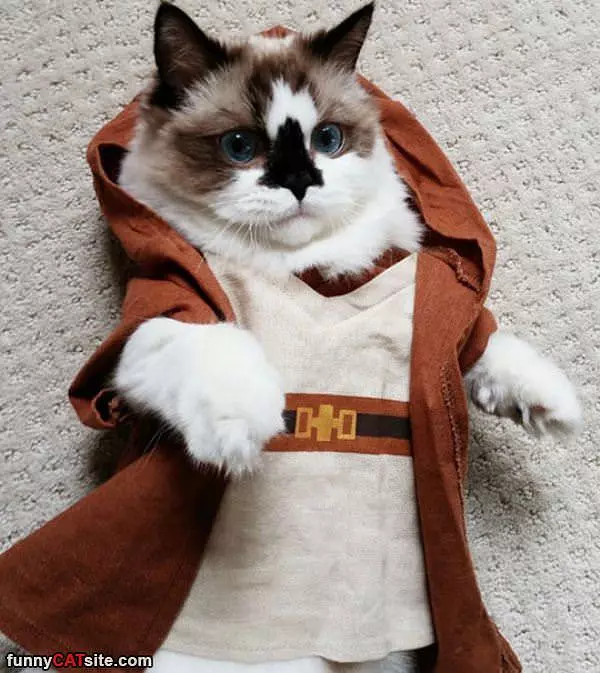 Jedi Cat