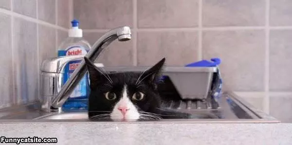Peaking Out Of The Sink