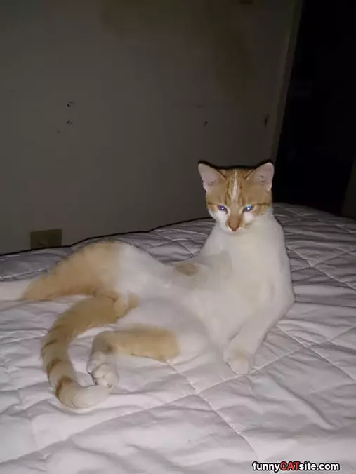 Super Relaxed Cat