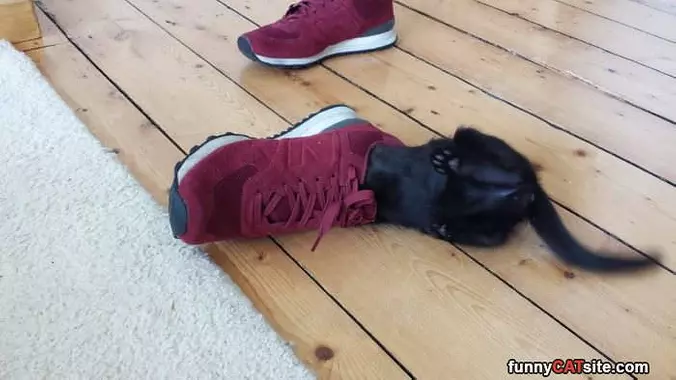Getting In The Shoe