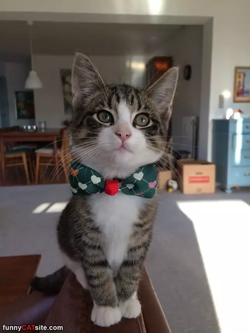 My Bowtie
