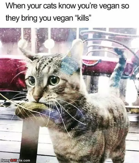 Cat Knows Your A Vegan