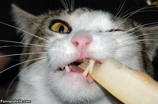 Bromm Nom Nom