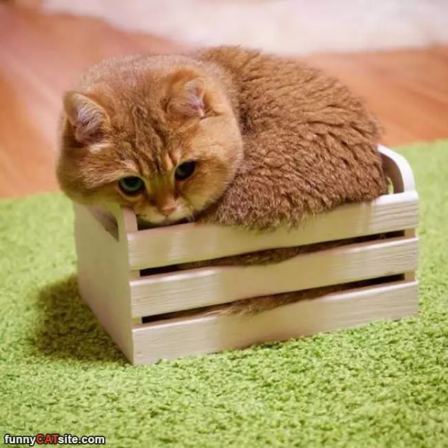 I Fits So Nice