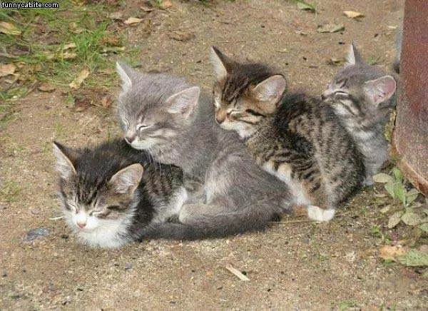 Cat Train