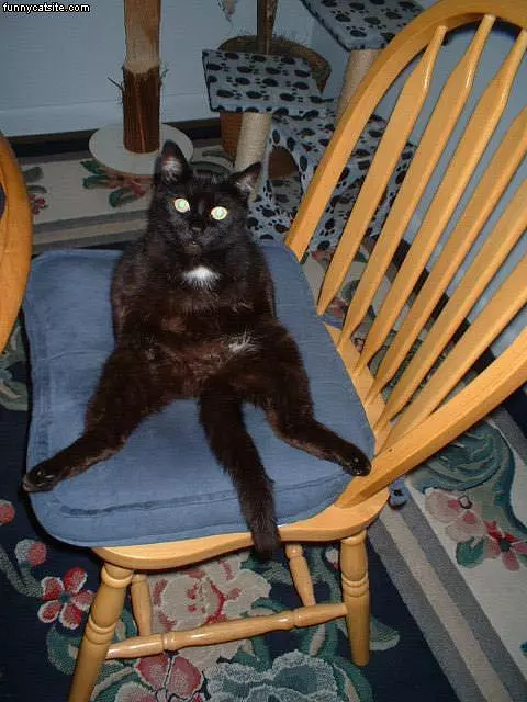 Yolandas Funny Cat