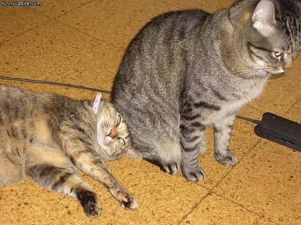 Thats Not A Chair