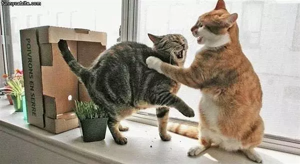 Cat Fight