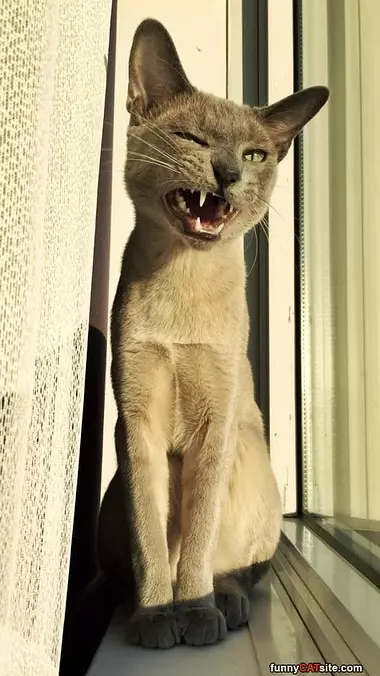Roarrrrrr