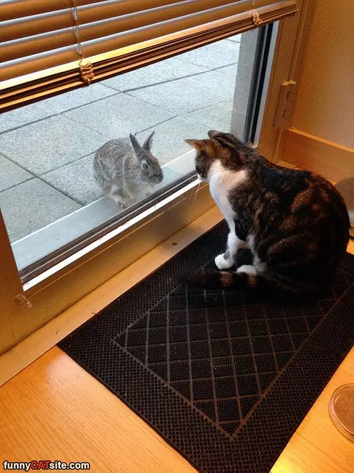 Here We Have A Stand Off