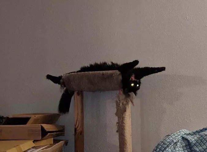 Rawrrrrrrrrrrr