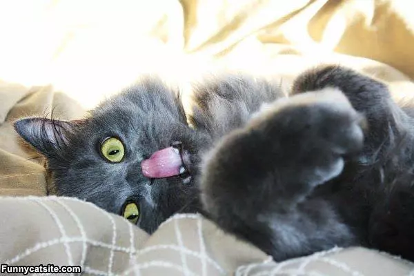 Lickkkkkkkkkkkkk