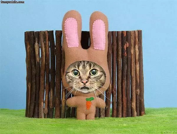 Easter Cat